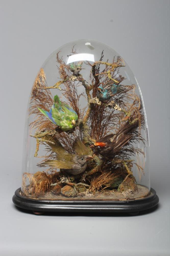 TAXIDERMY DISPLAY OF TROPICAL BIRDS, c.1900, containing five varied birds within a natural setting Image