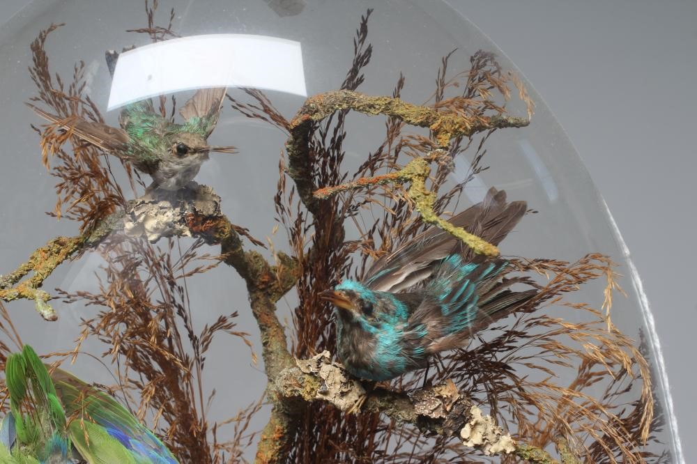 TAXIDERMY DISPLAY OF TROPICAL BIRDS, c.1900, containing five varied birds within a natural setting Image