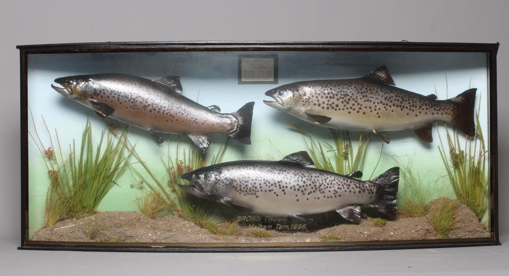 A BOW FRONT CASE OF TAXIDERMY FISH by Bywater Taxidermy Image