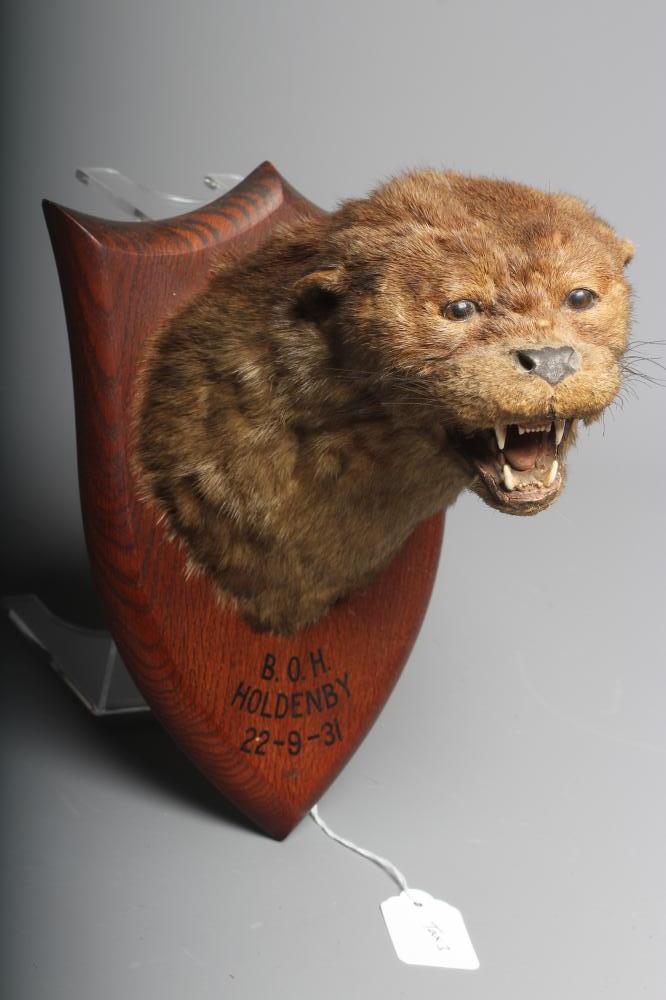 A TAXIDERMY SNARLING OTTER HEAD by P Spicer & Sons Image