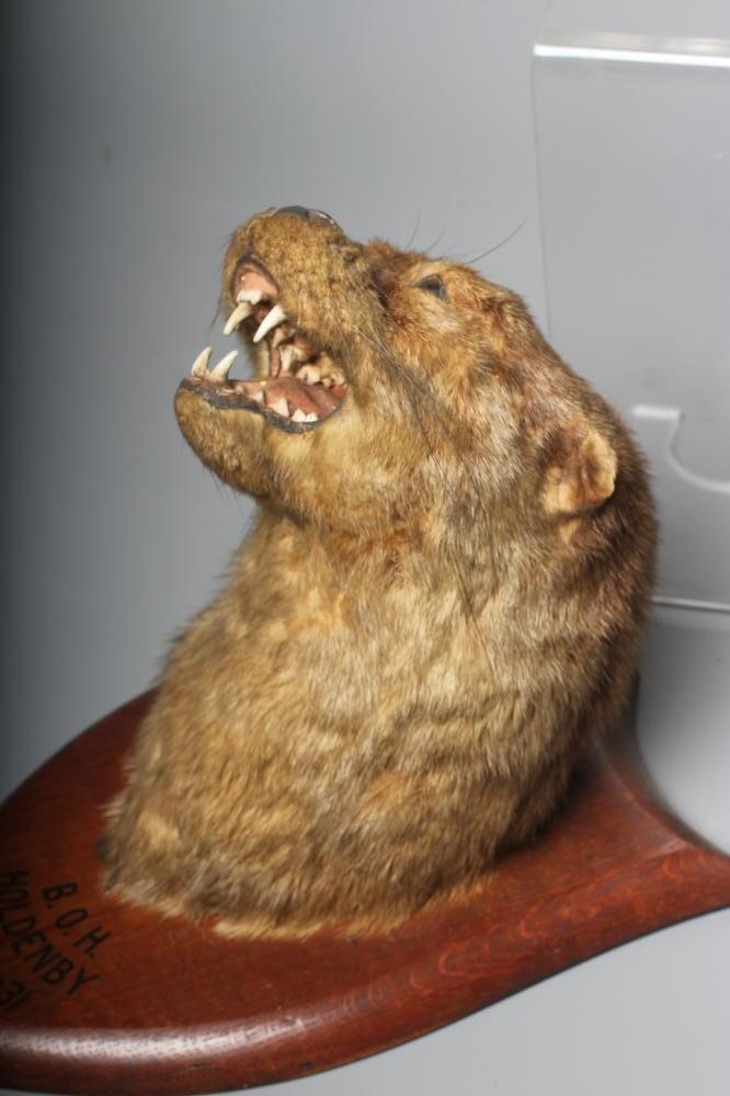 A TAXIDERMY SNARLING OTTER HEAD by P Spicer & Sons Image