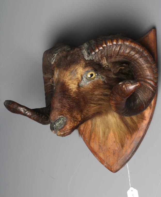 A TAXIDERMY RAM'S HEAD with glass eyes, large curved horns and mounted on a wooden shield, 17 1/4" Image