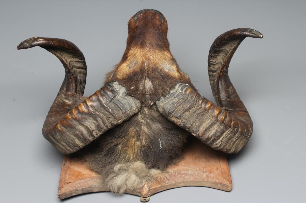 A TAXIDERMY RAM'S HEAD with glass eyes, large curved horns and mounted on a wooden shield, 17 1/4" Image