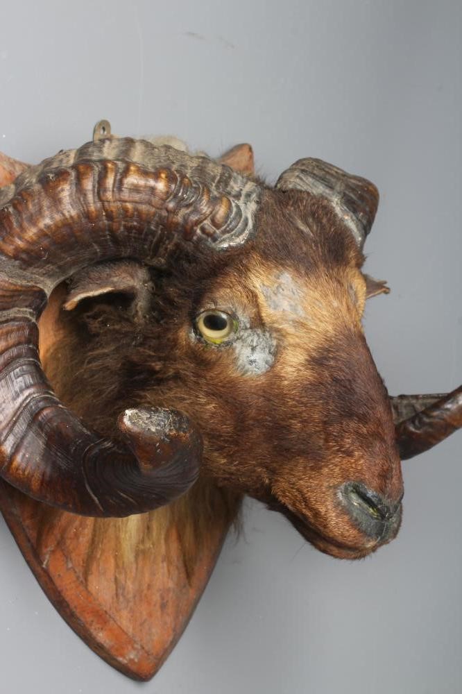 A TAXIDERMY RAM'S HEAD with glass eyes, large curved horns and mounted on a wooden shield, 17 1/4" Image
