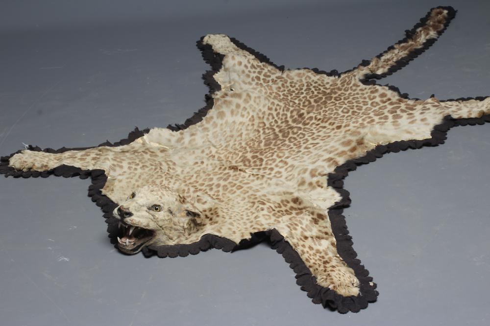 A TAXIDERMY LEOPARD SKIN RUG, early 20th century, with cloth liner and navy baize edging, head with Image