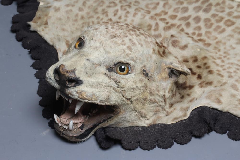 A TAXIDERMY LEOPARD SKIN RUG, early 20th century, with cloth liner and navy baize edging, head with Image