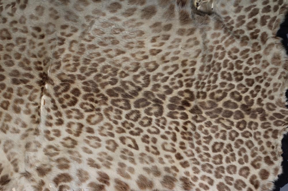 A TAXIDERMY LEOPARD SKIN RUG, early 20th century, with cloth liner and navy baize edging, head with Image
