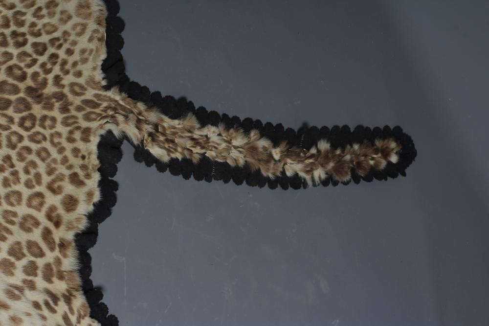 A TAXIDERMY LEOPARD SKIN RUG, early 20th century, with cloth liner and navy baize edging, head with Image