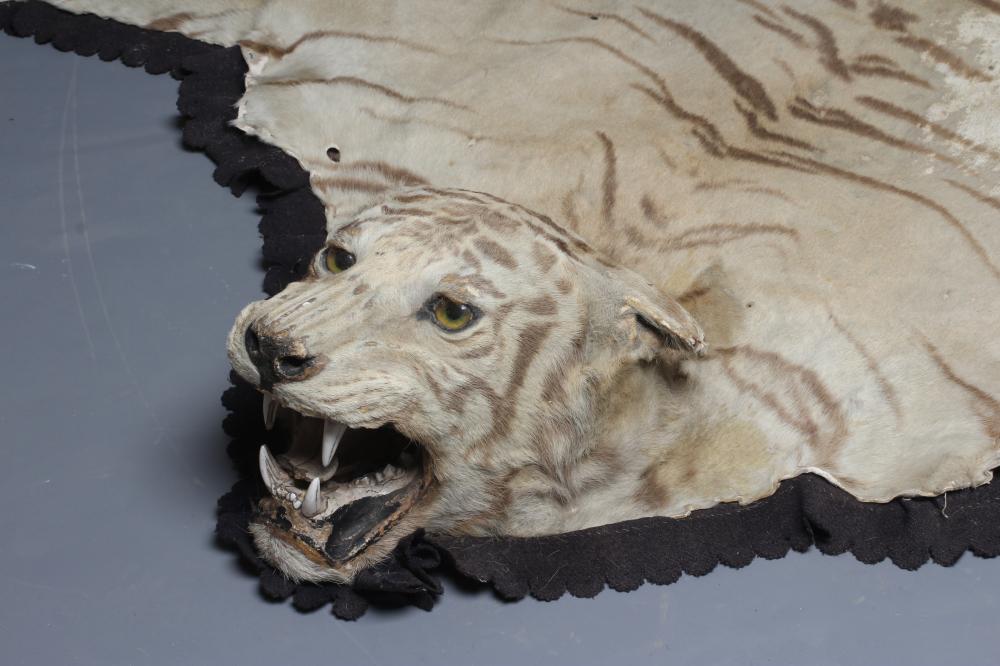 A TAXIDERMY TIGER SKIN RUG, early 20th century, with cloth liner and navy baize edging, head with Image