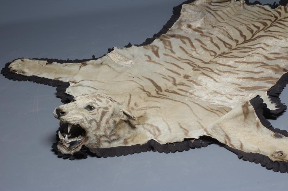 A TAXIDERMY TIGER SKIN RUG, early 20th century, with cloth liner and navy baize edging, head with Image