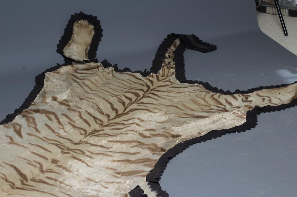 A TAXIDERMY TIGER SKIN RUG, early 20th century, with cloth liner and navy baize edging, head with Image