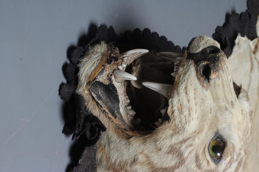 A TAXIDERMY TIGER SKIN RUG, early 20th century, with cloth liner and navy baize edging, head with Image