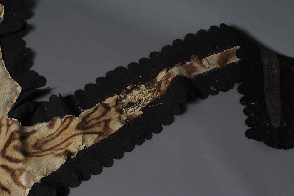 A TAXIDERMY TIGER SKIN RUG, early 20th century, with cloth liner and navy baize edging, head with Image
