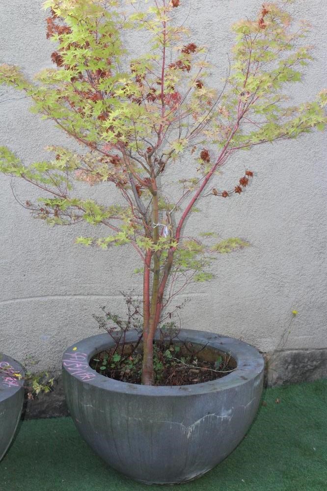 A PAIR OF LARGE COMPOSITION PLANTERS of tapering circular form with flat rim, 30" w x 18 1/4" h, Image