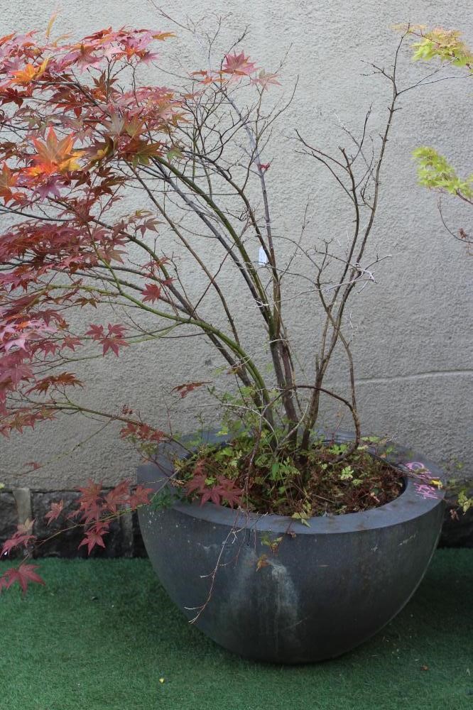 A PAIR OF LARGE COMPOSITION PLANTERS of tapering circular form with flat rim, 30" w x 18 1/4" h, Image