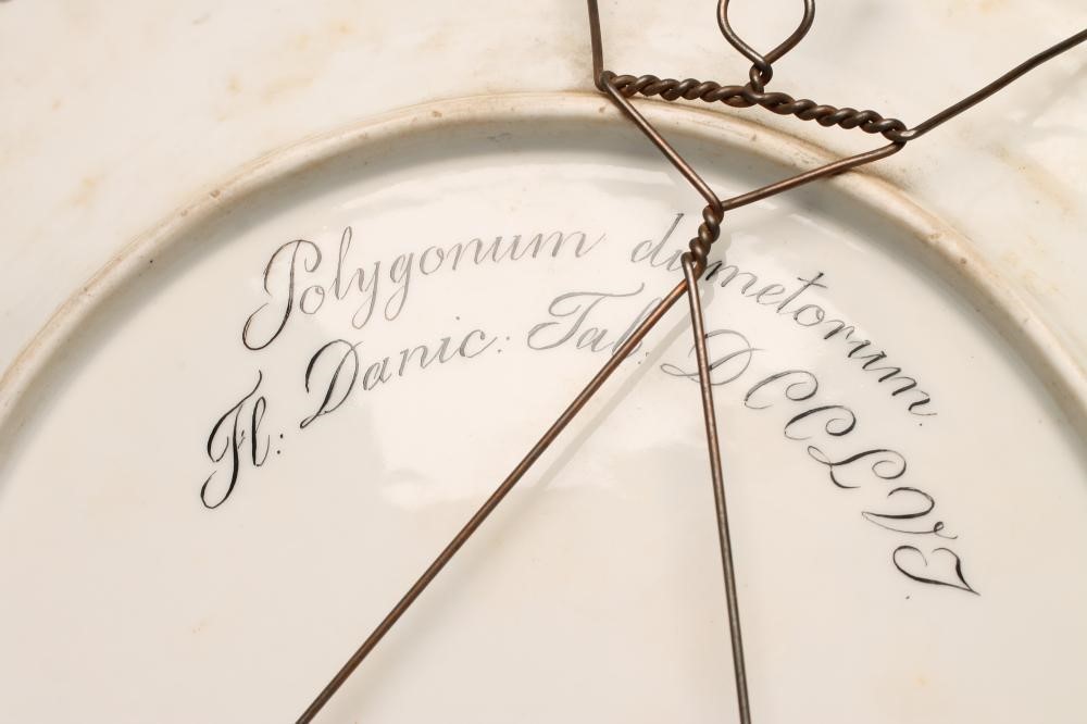 A ROYAL COPENHAGEN PORCELAIN "FLORA DANICA" PLATE of plain circular form centrally painted with Image