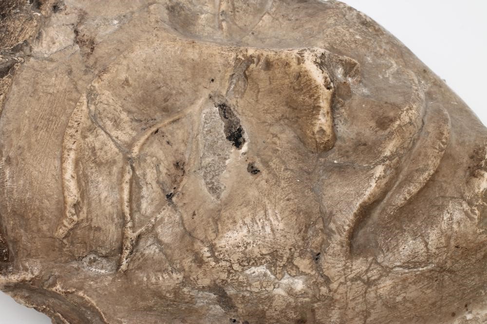 AN EGYPTIAN MARBLE HEAD Image