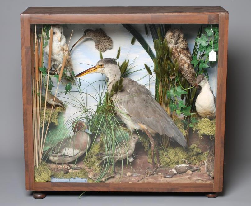 A TAXIDERMY BIRD DISPLAY including owls Image