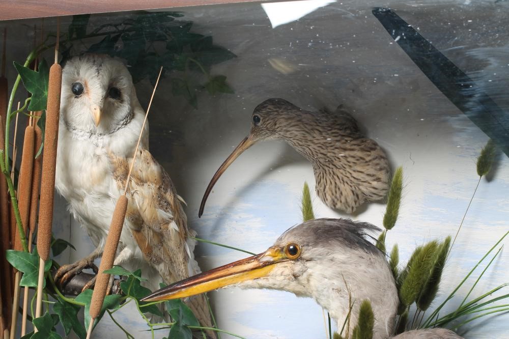 A TAXIDERMY BIRD DISPLAY including owls Image