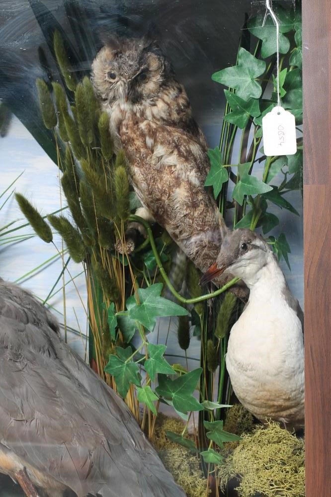 A TAXIDERMY BIRD DISPLAY including owls Image