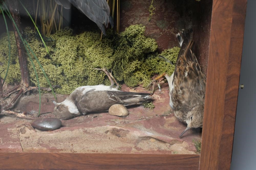 A TAXIDERMY BIRD DISPLAY including owls Image