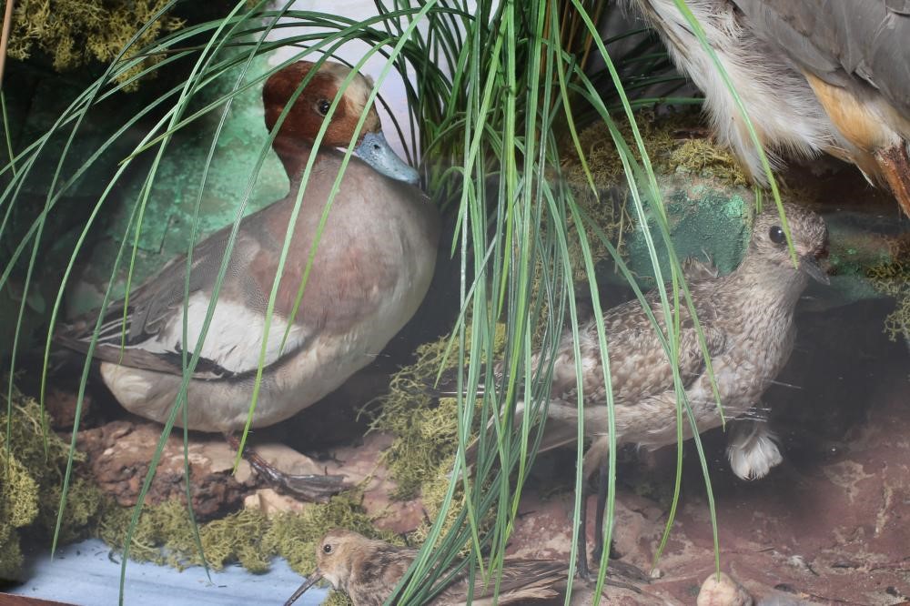 A TAXIDERMY BIRD DISPLAY including owls Image