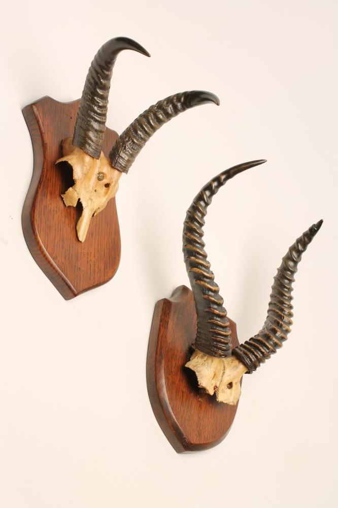 TWO AFRICAN SKULL MOUNTS displaying examples of Reedbuck and Kob horns on outer shields Image