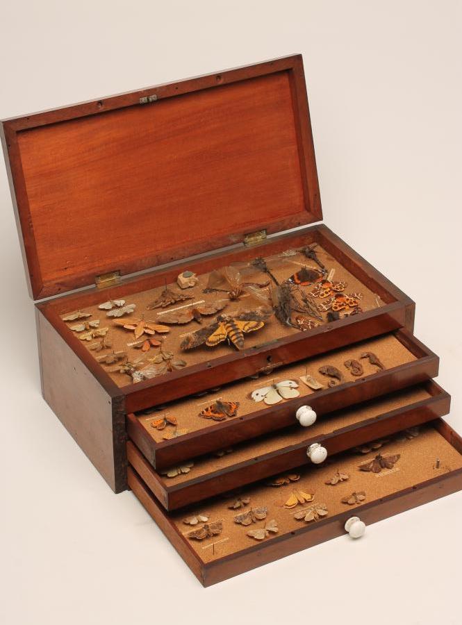 A MAHOGANY TABLE TOP LEPIDOPTORIST'S CHEST Image