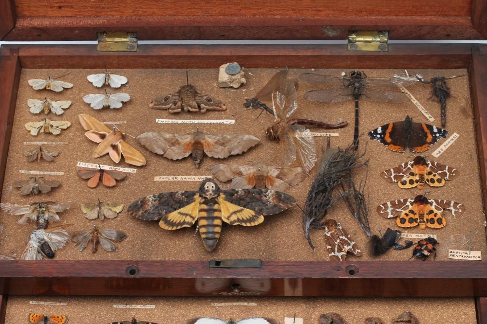 A MAHOGANY TABLE TOP LEPIDOPTORIST'S CHEST Image