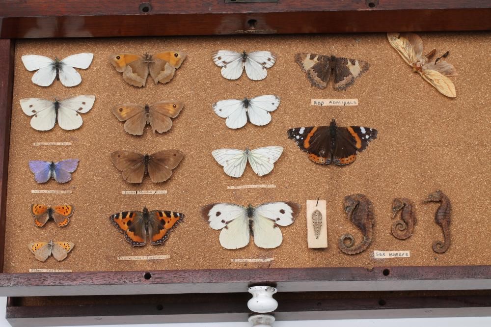 A MAHOGANY TABLE TOP LEPIDOPTORIST'S CHEST Image