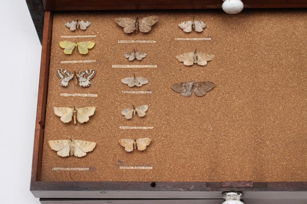 A MAHOGANY TABLE TOP LEPIDOPTORIST'S CHEST Image