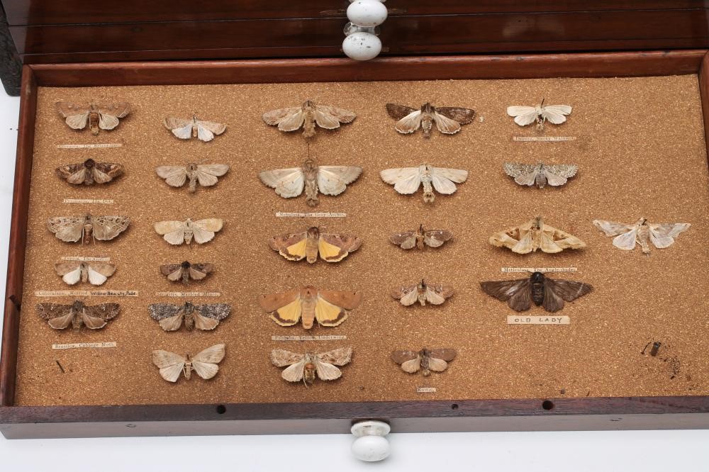 A MAHOGANY TABLE TOP LEPIDOPTORIST'S CHEST Image