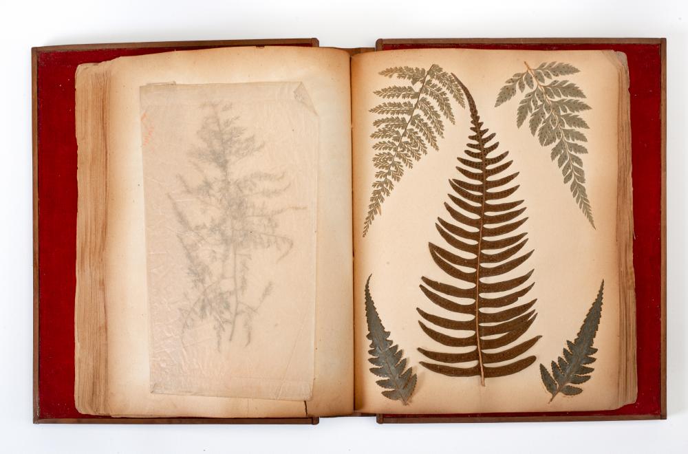 FERNS OF THE WEST INDIES Image