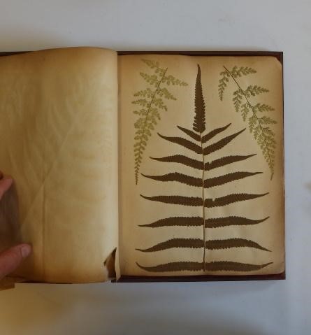 FERNS OF THE WEST INDIES Image