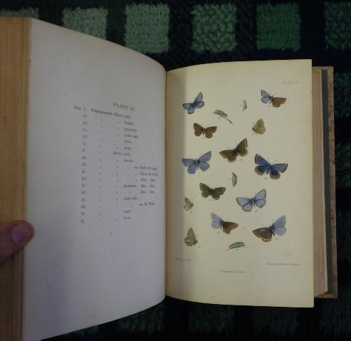 THE LEPIDOPTERA OF THE BRITISH ISLANDS Image