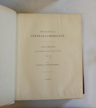 SPIDERS - Biologia Centrali-Americana Image