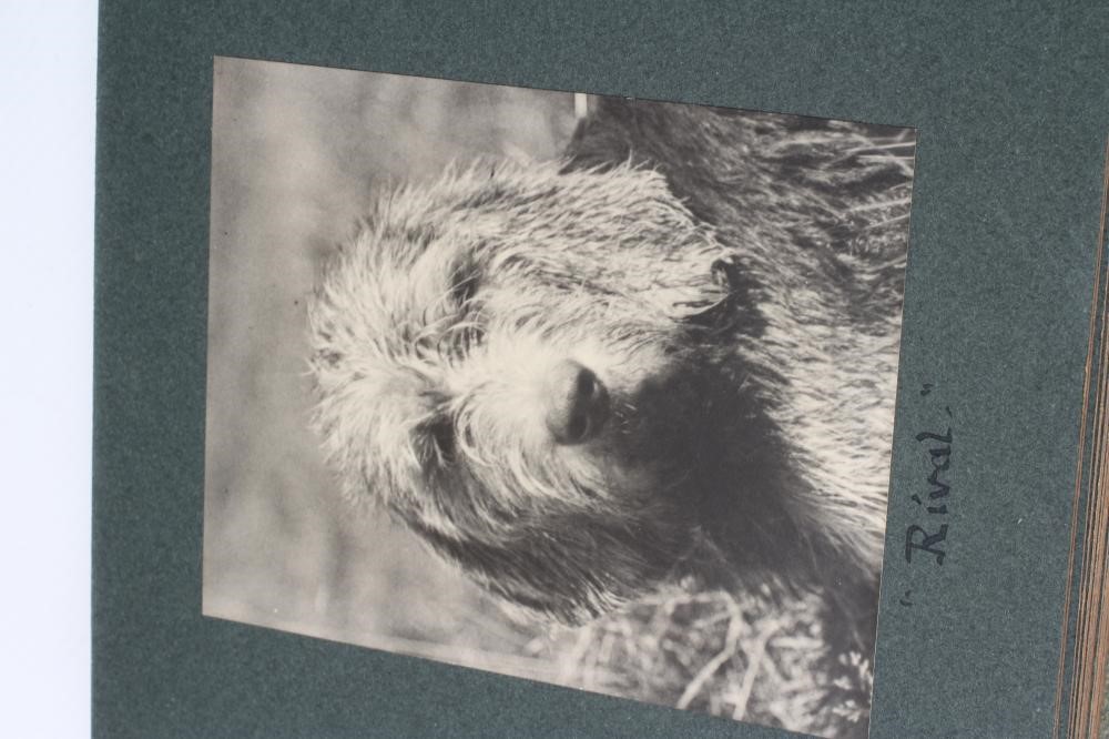 FIVE ALBUMS OF OTTER HOUND PHOTOGRAPHS by Captain William Coates Thompson of the Wharfedale Image
