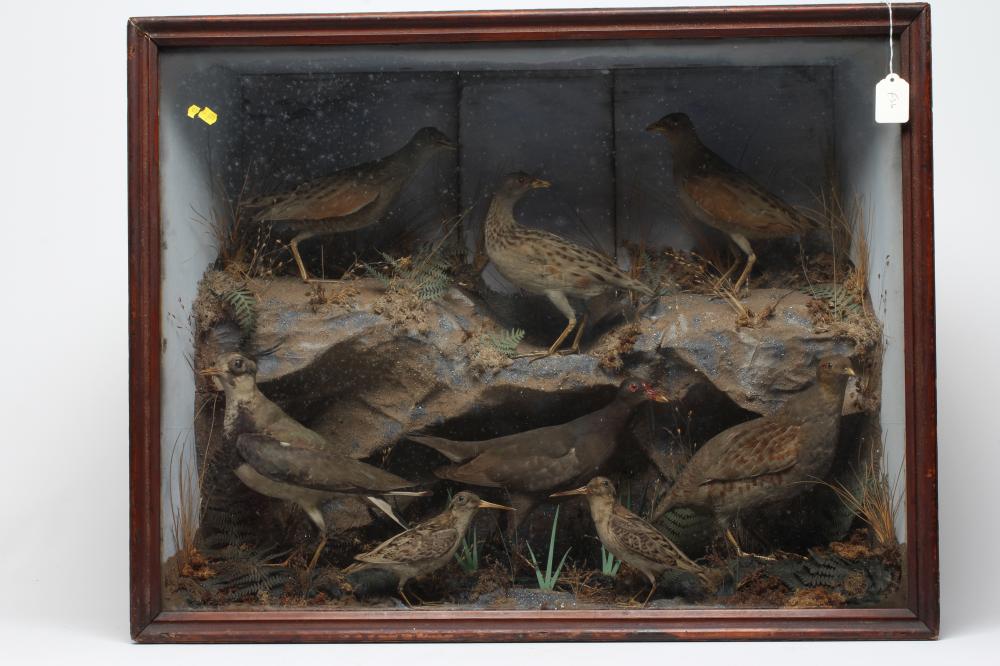 A VICTORIAN TAXIDERMY BIRD DISPLAY, containing two snipe, a moorhen, a lapwing, a grey partridge and Image