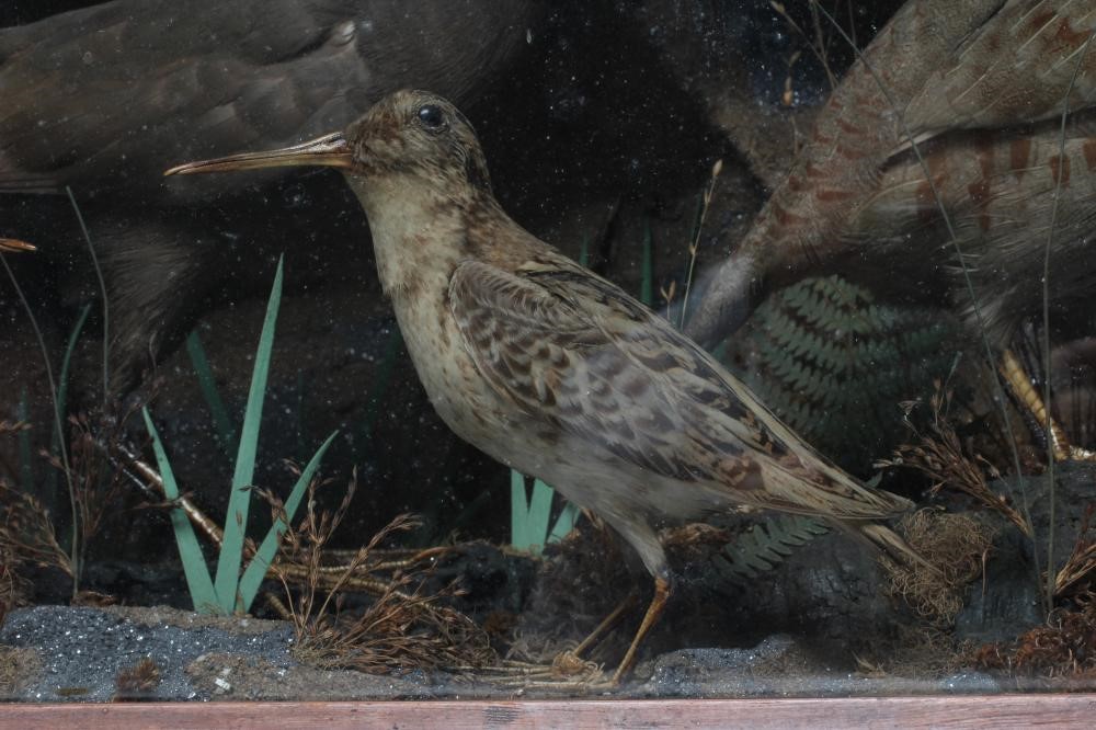 A VICTORIAN TAXIDERMY BIRD DISPLAY, containing two snipe, a moorhen, a lapwing, a grey partridge and Image