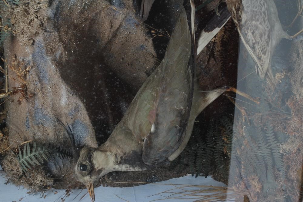 A VICTORIAN TAXIDERMY BIRD DISPLAY, containing two snipe, a moorhen, a lapwing, a grey partridge and Image