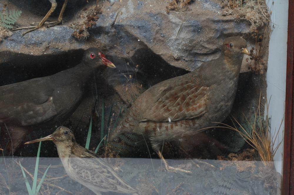 A VICTORIAN TAXIDERMY BIRD DISPLAY, containing two snipe, a moorhen, a lapwing, a grey partridge and Image