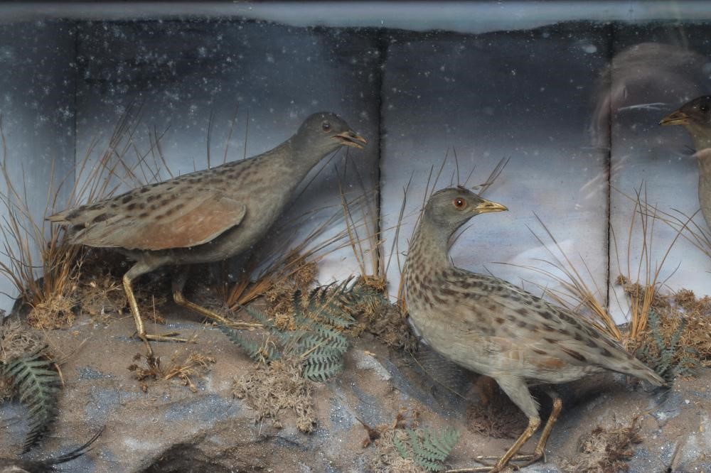 A VICTORIAN TAXIDERMY BIRD DISPLAY, containing two snipe, a moorhen, a lapwing, a grey partridge and Image