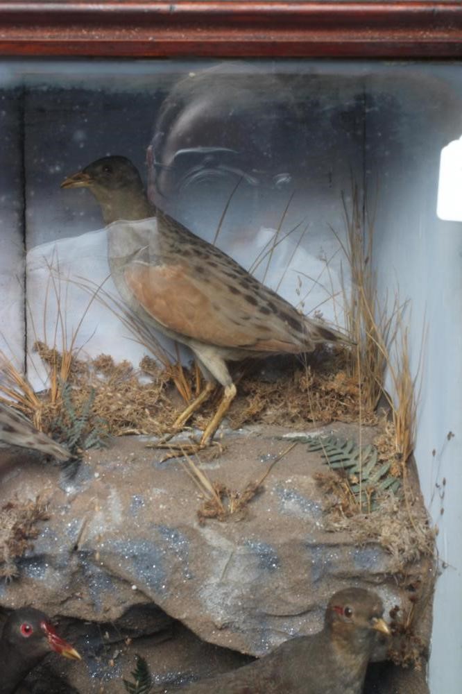 A VICTORIAN TAXIDERMY BIRD DISPLAY, containing two snipe, a moorhen, a lapwing, a grey partridge and Image