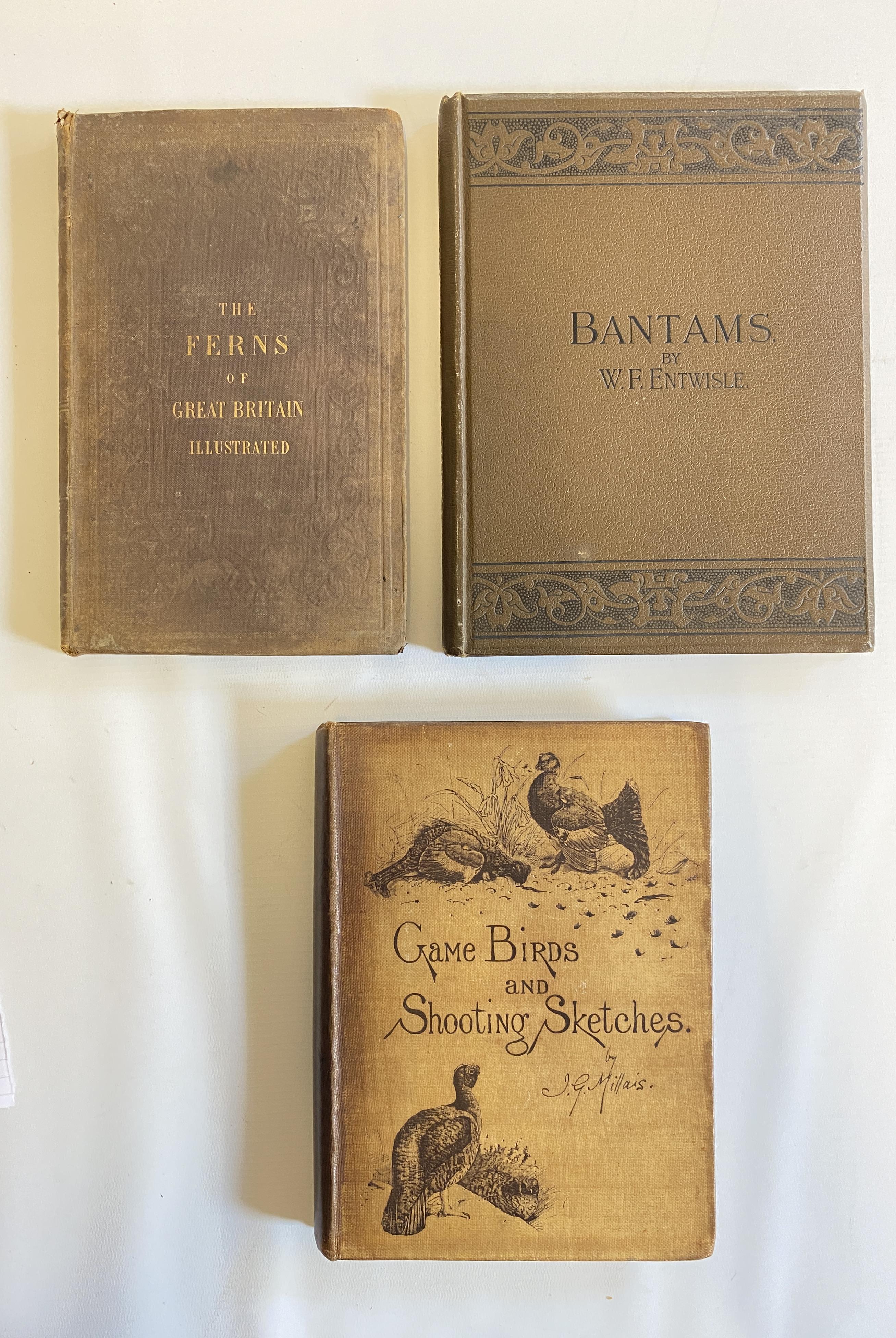 THE FERNS OF GREAT BRITAIN Image