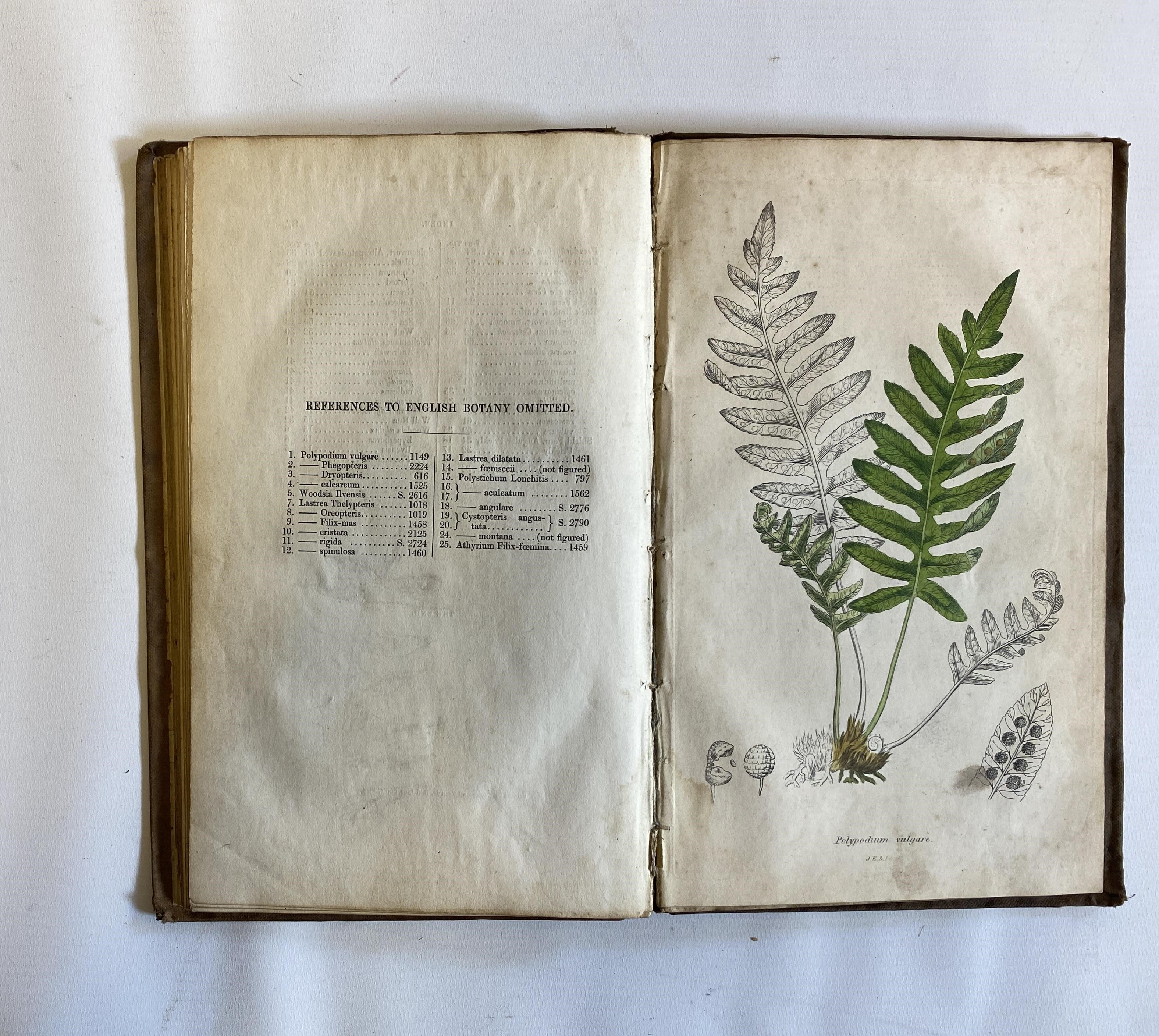 THE FERNS OF GREAT BRITAIN Image