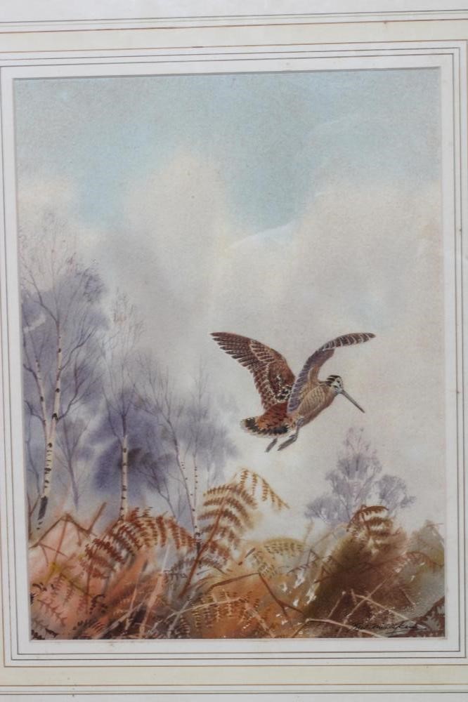 ROBERT W MILLIKEN (1920-2014) Woodcock, signed lower right, watercolour, 14" x 10", modern frame Image