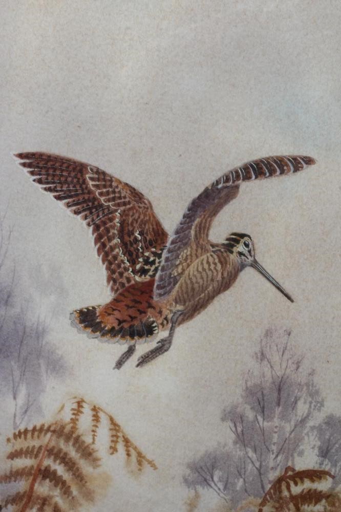 ROBERT W MILLIKEN (1920-2014) Woodcock, signed lower right, watercolour, 14" x 10", modern frame Image
