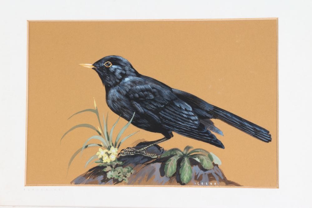 JOHN CRANK (1923-2003) 'Skylark', 'Yellowhammer' and 'Blackbird', all signed, watercolour and Image