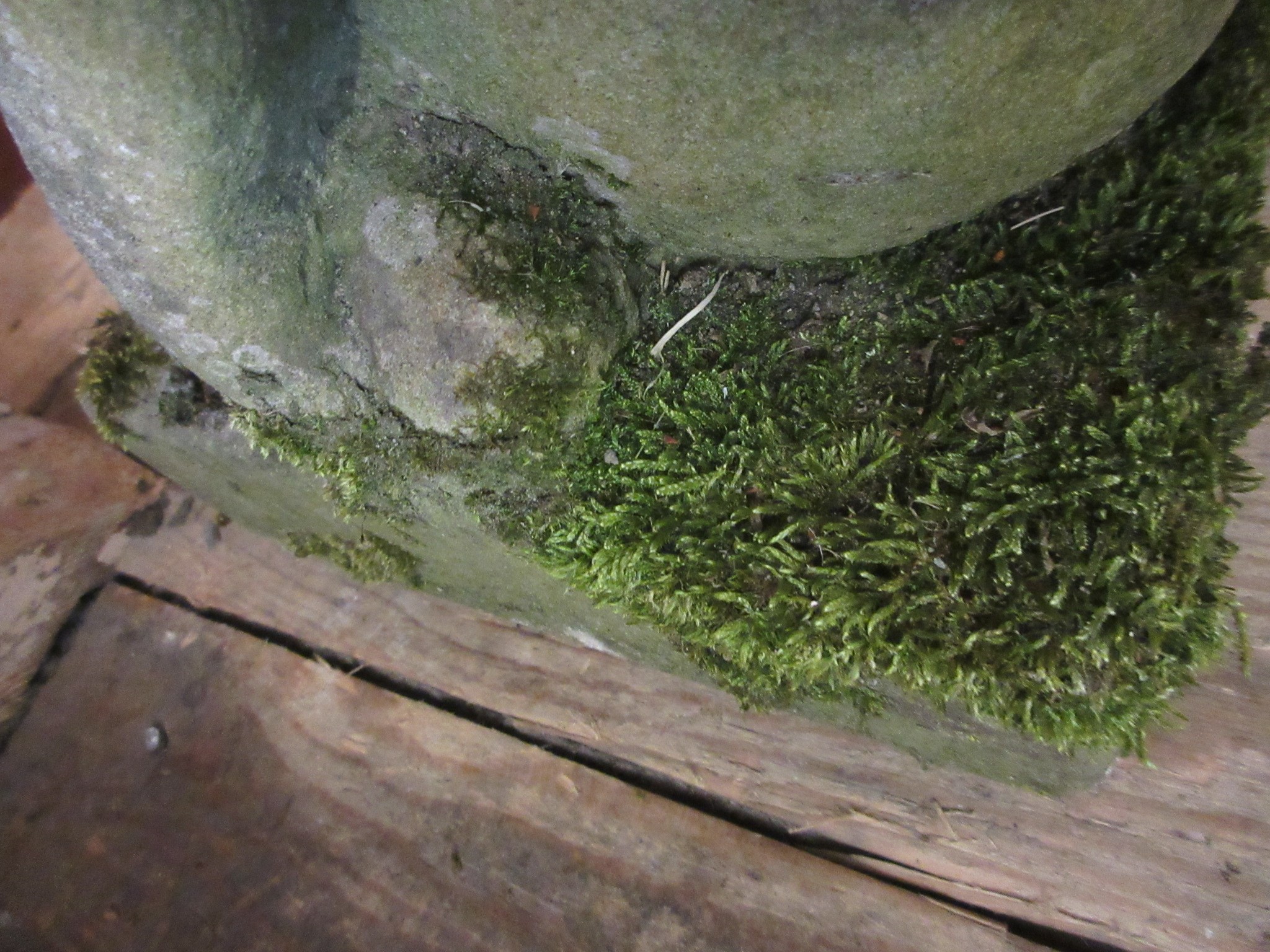A CARVED SANDSTONE BEARDED GARGOYLE modelled seated with paw feet and open mouth, 7" x 20 1/2" Image