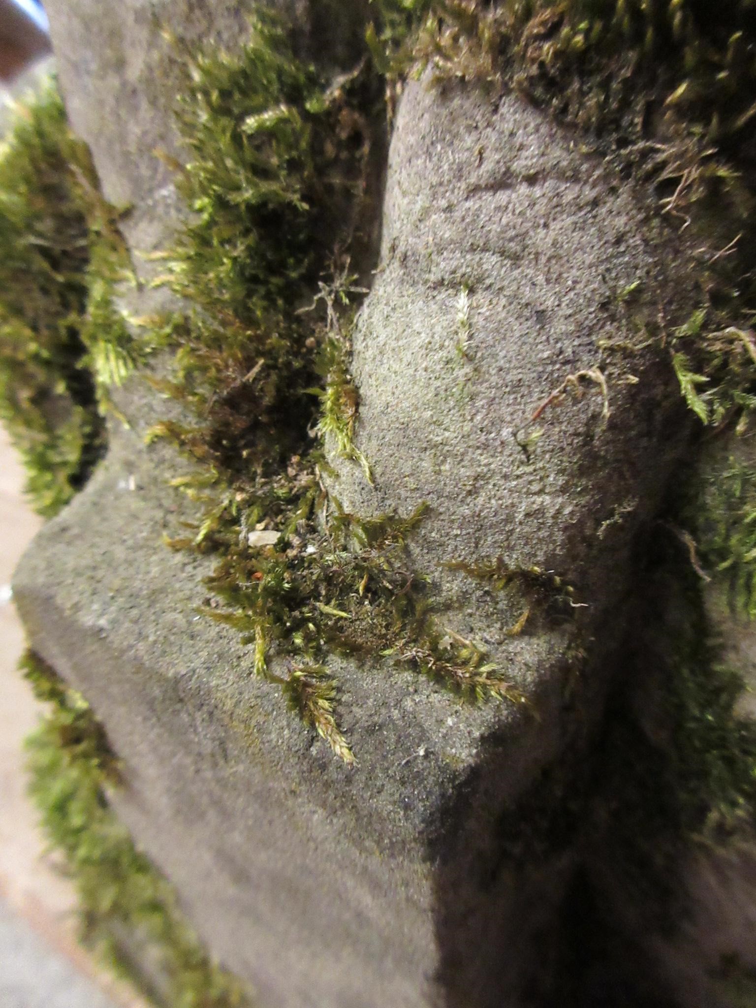 A CARVED SANDSTONE BEARDED GARGOYLE modelled seated with paw feet and open mouth, 7" x 20 1/2" Image